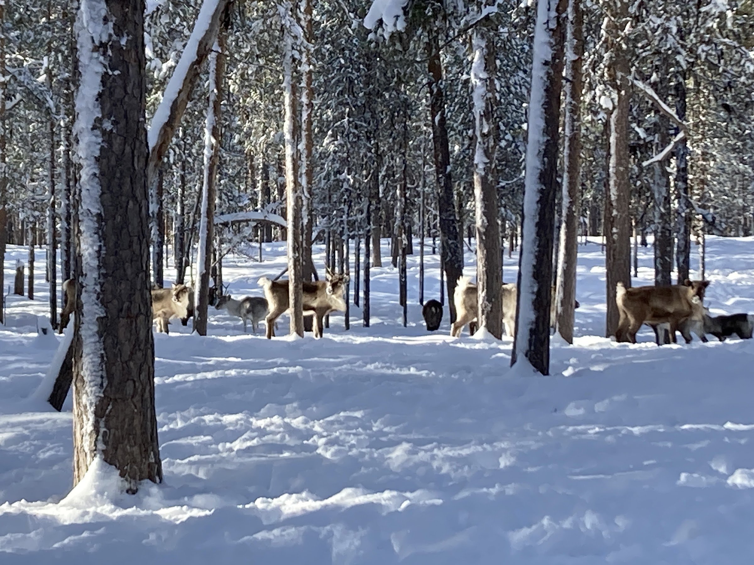 Reindeer Farm (Moskosel)